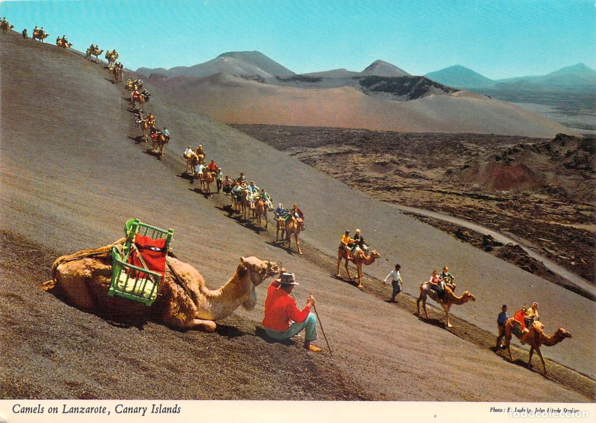 Postales: Postal de Camellos en el Paisaje Volc&aacute;nico de Lanzarote Islas Canarias