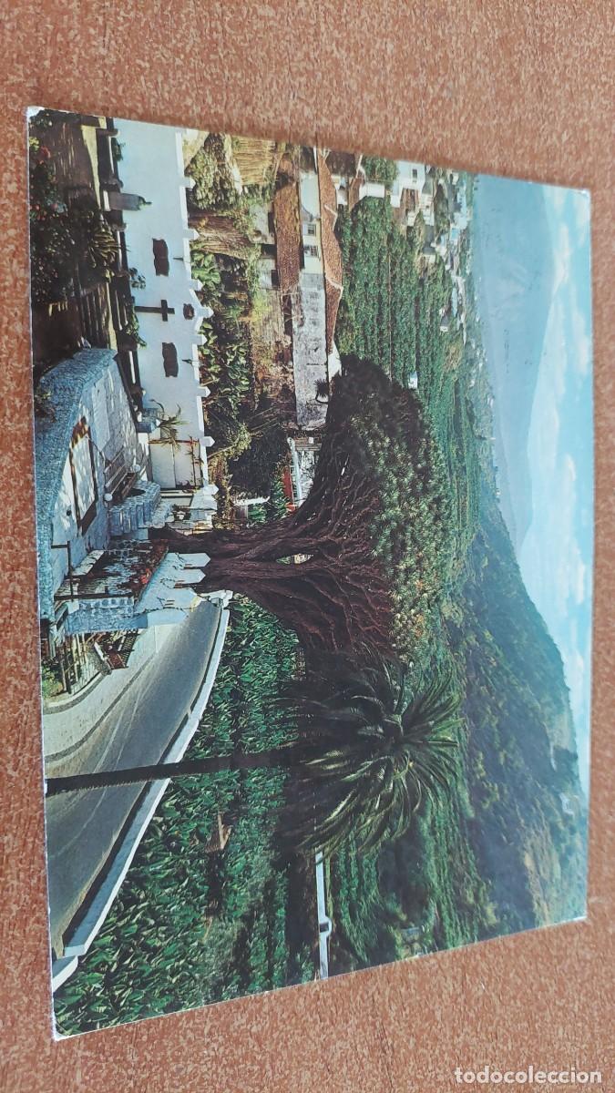 Postales: Postal Tenerife Drago de ICod