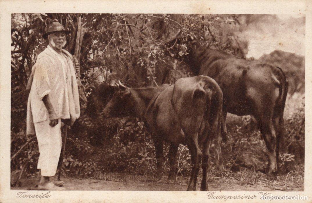 Postales: BONITA POSTAL - TENERIFE - CAMPESINO VAQUERO