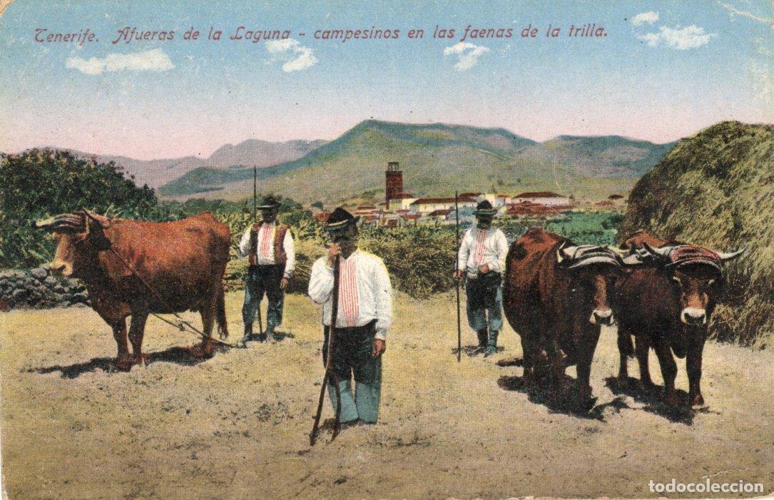 Postales: POSTAL TENERIFE: AFUERAS DE LA LAGUNA - CAMPESINOS EN LA FAENA DE LA TRILLA -NOBREGA&acute;S ENGLISH BAZAR