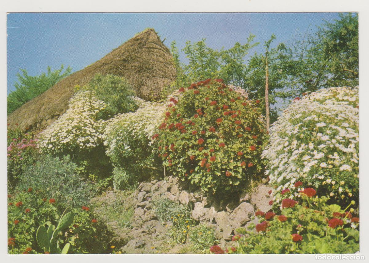 Postales: TARJETA POSTAL - ISLAS CANARIAS - MOTIVO TIPICO - N&ordm; 249 - EDITORIAL CANARIA
