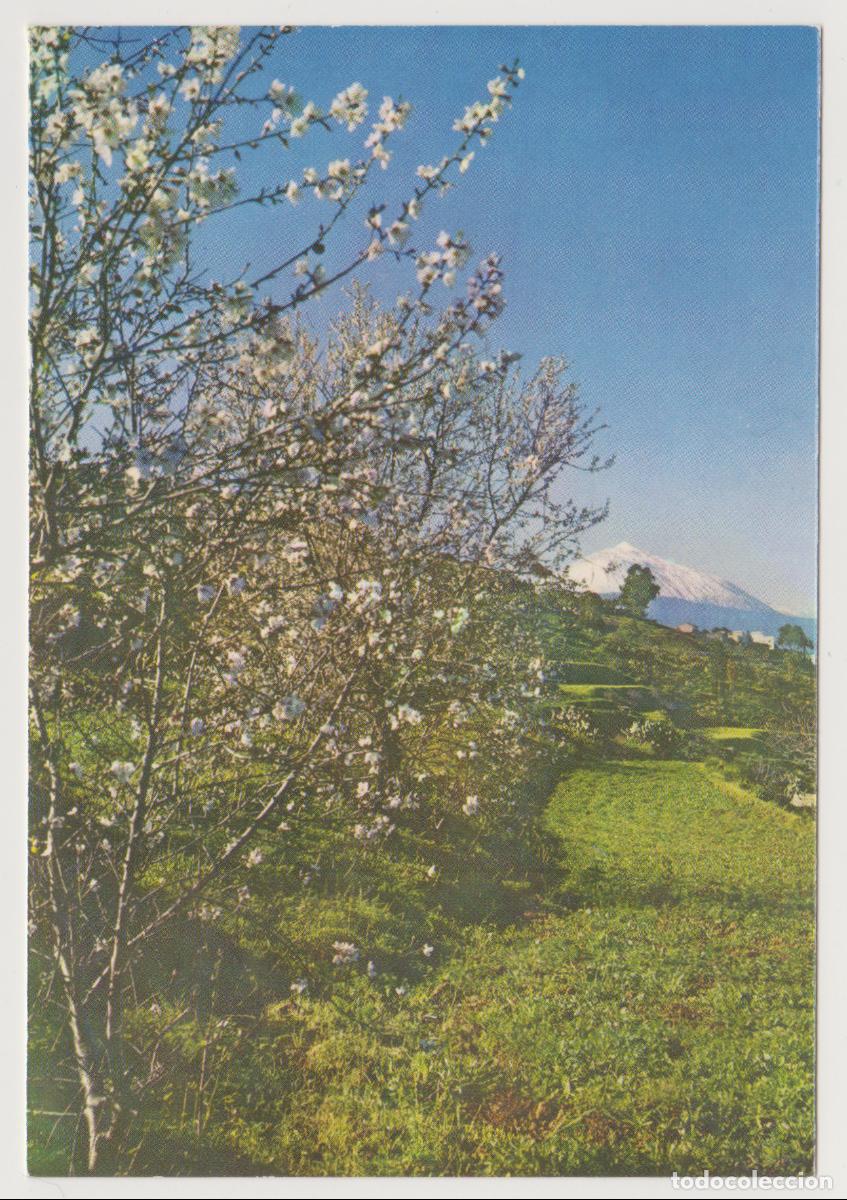 Postales: TARJETA POSTAL - TENERIFE - PAISAJE - N&ordm; 268 - EDITORIAL CANARIAS