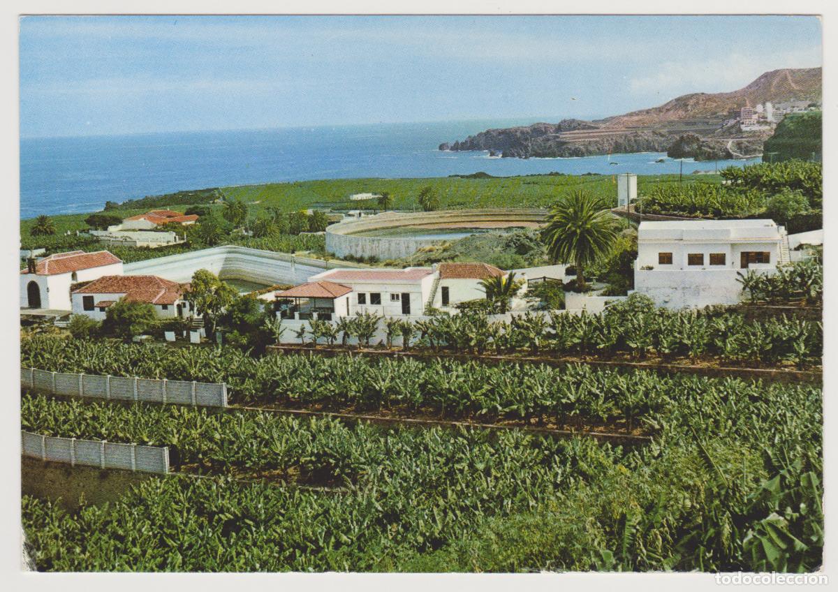 Postales: TARJETA POSTAL - ISLAS CANARIAS - TENERIFE - BANANA PLANTATION - N&ordm; 130 - EDICIONES SICILIA