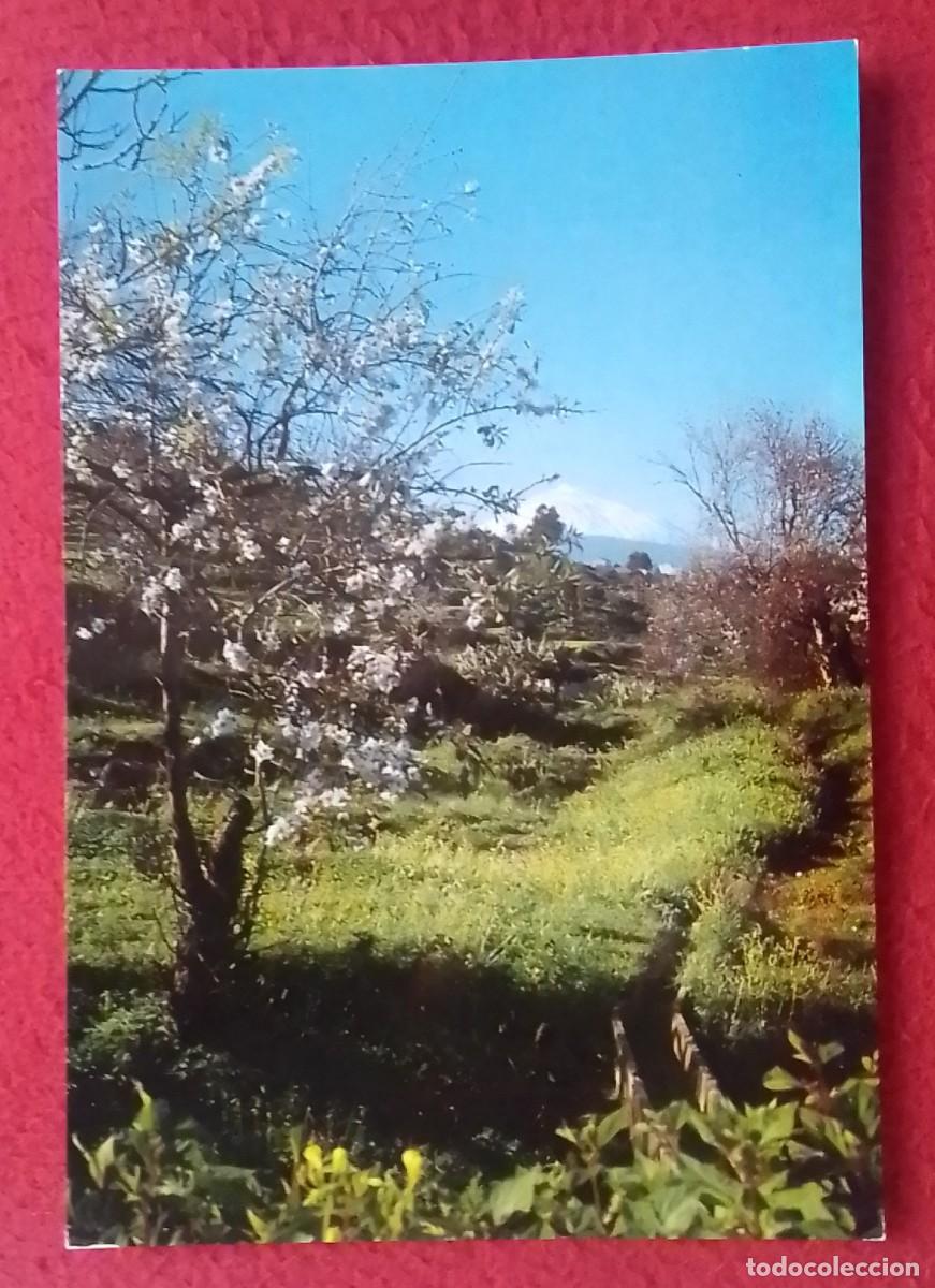 Postales: POSTAL POST CARD CANARY ISLANDS TENERIFE TENERIFFA SPAIN..ALMENDROS EN FLOR..BLUMING ALMOND TREES...