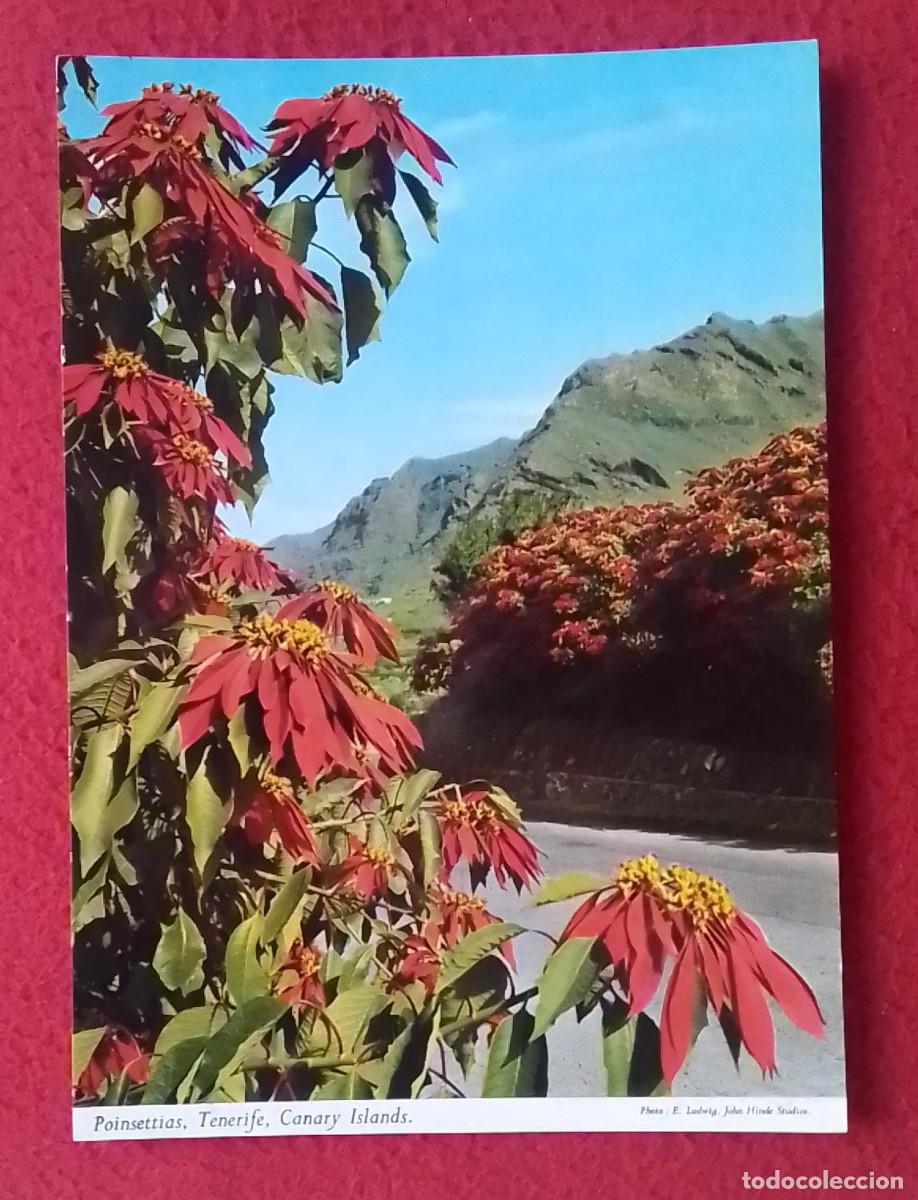 Postales: ANTIGUA POSTAL POST CARD CANARY ISLANDS TENERIFE TENERIFFA POINSETTIAS FLOR DE PASCUA..SPANIEN SPAIN