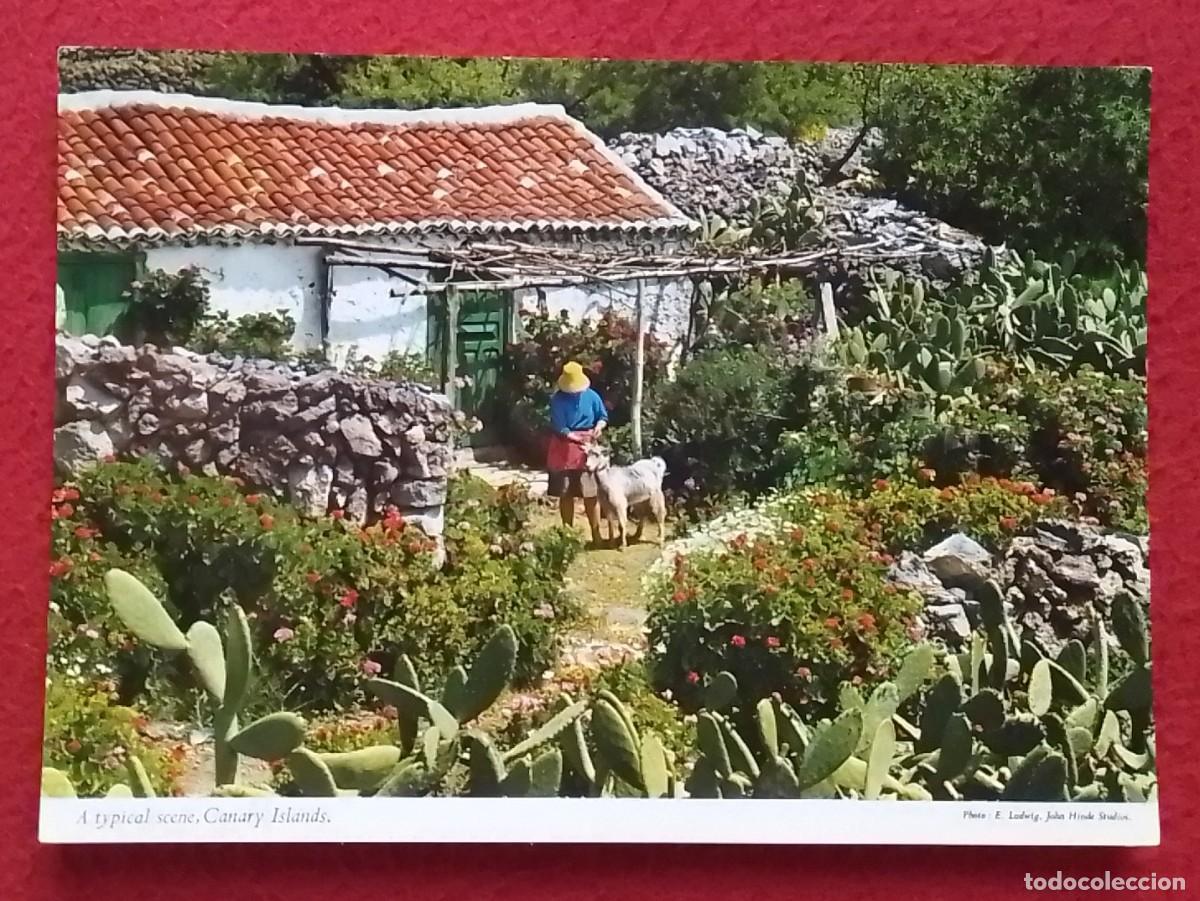Postales: ANTIGUA POSTAL POST CARD CANARY ISLANDS A TYPICAL SCENE..ENCANTADORA Y MODESTA VIVIENDA RURAL..SPAIN