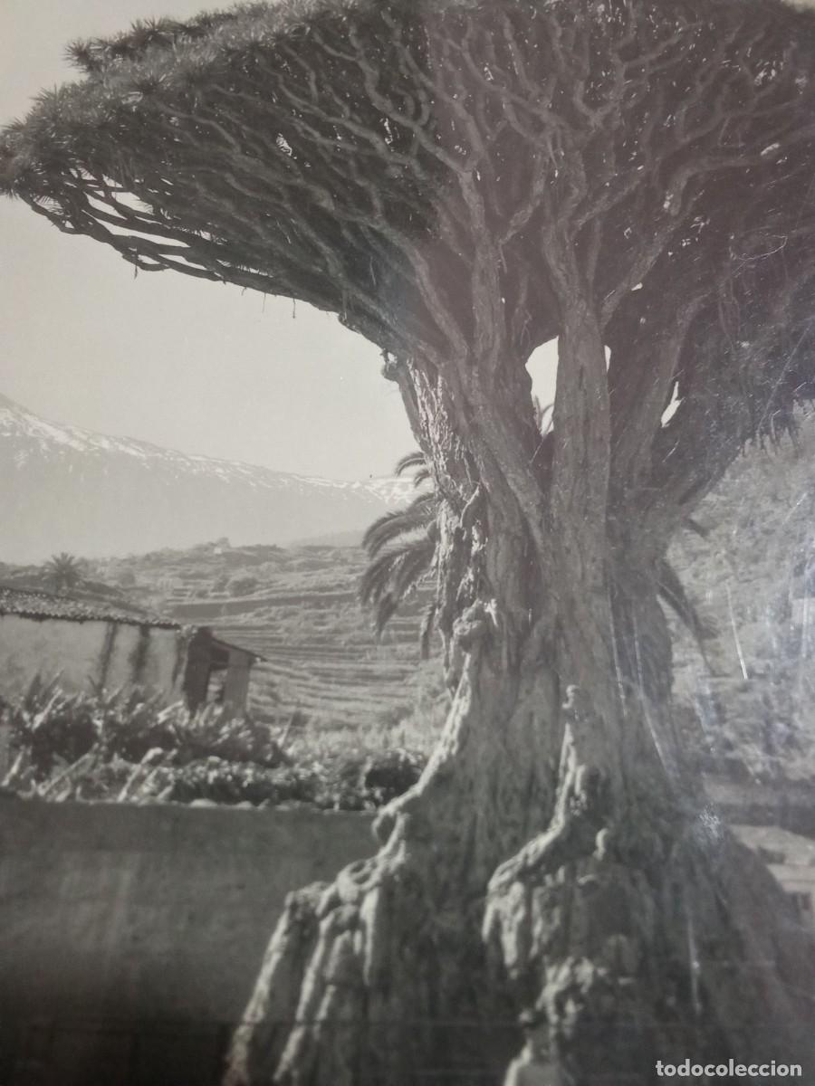 Postales: Tenerife.Drago de Icod. - Foto 2