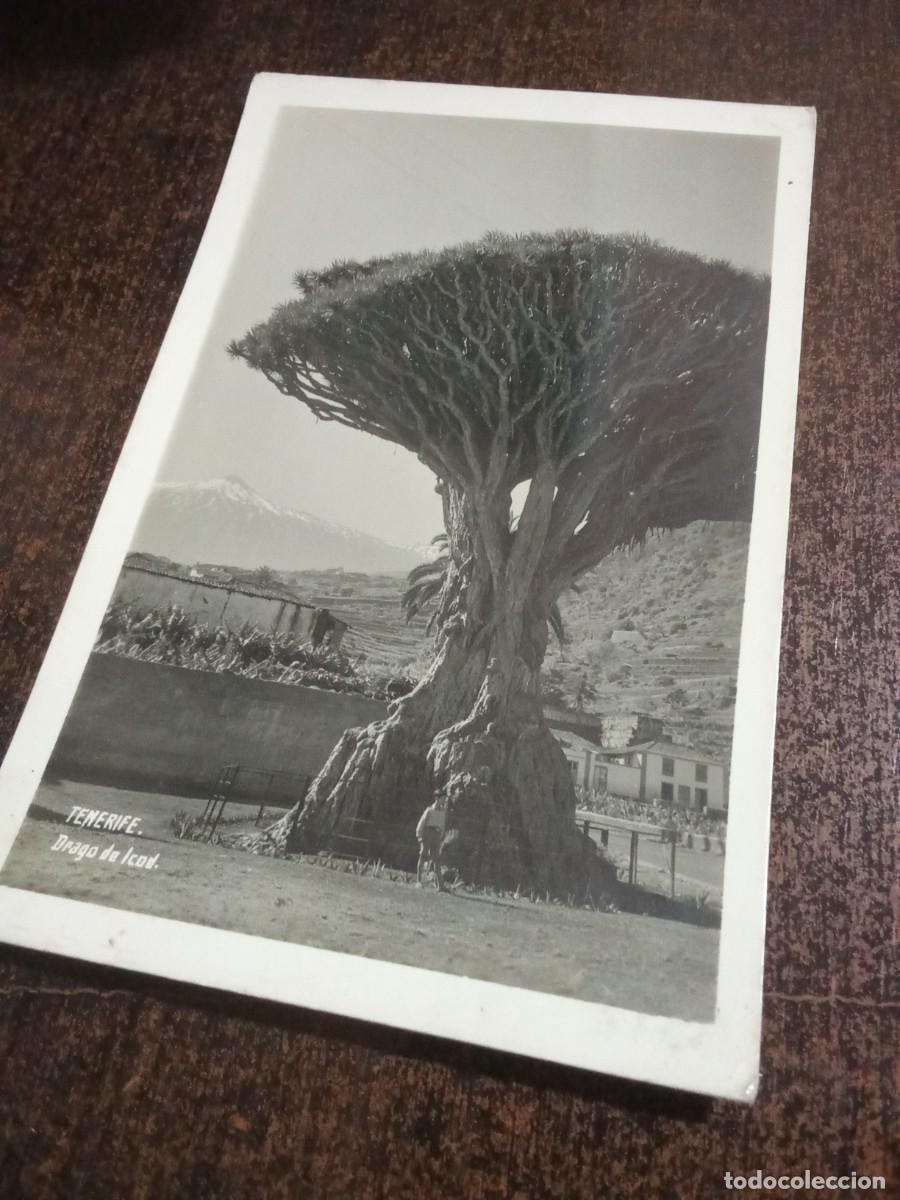 Postales: Tenerife.Drago de Icod.