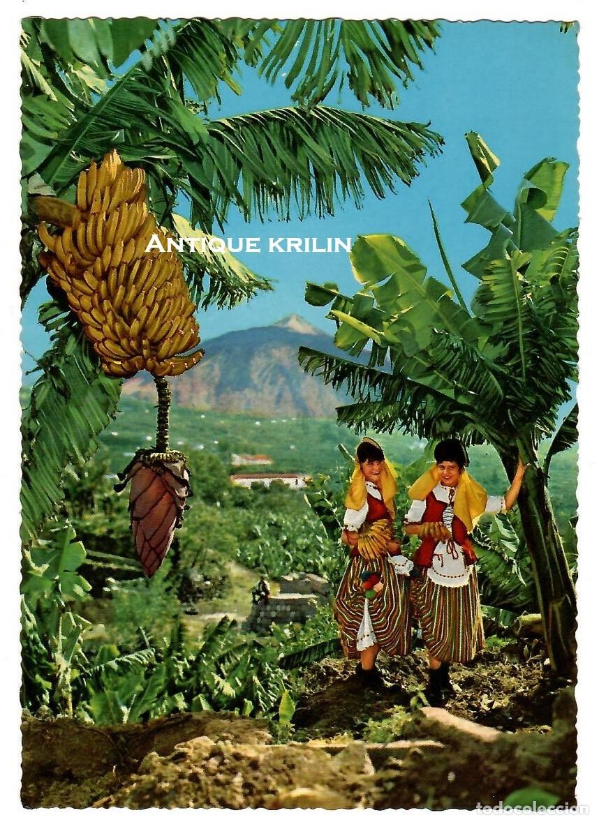 Postales: ISLA DE TENERIFE / PLATANOS Y FLORES / EDICION KRUGER 1164/2 / SIN FRANQUEAR