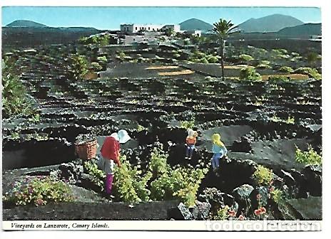Postales: TIPICOS VI&Ntilde;EDOS.- LANZAROTE