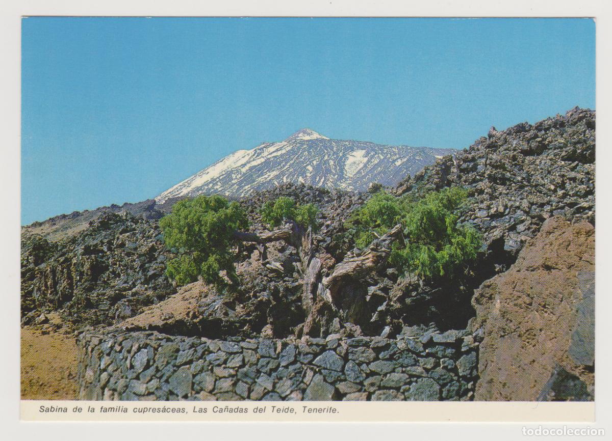 Postales: TARJETA POSTAL - TENERIFE - SABINA - LAS CA&Ntilde;ADAS DEL TEIDE - N&ordm; 41 - LITOGRAFIA A. ROMERO SA