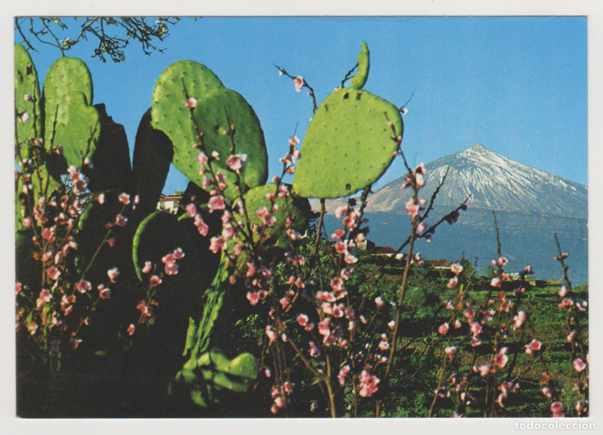 Postales: TARJETA POSTAL - TENERIFE - FLORES Y PICO DEL TEIDE - EUROAFRICANA DE CANARIAS SA
