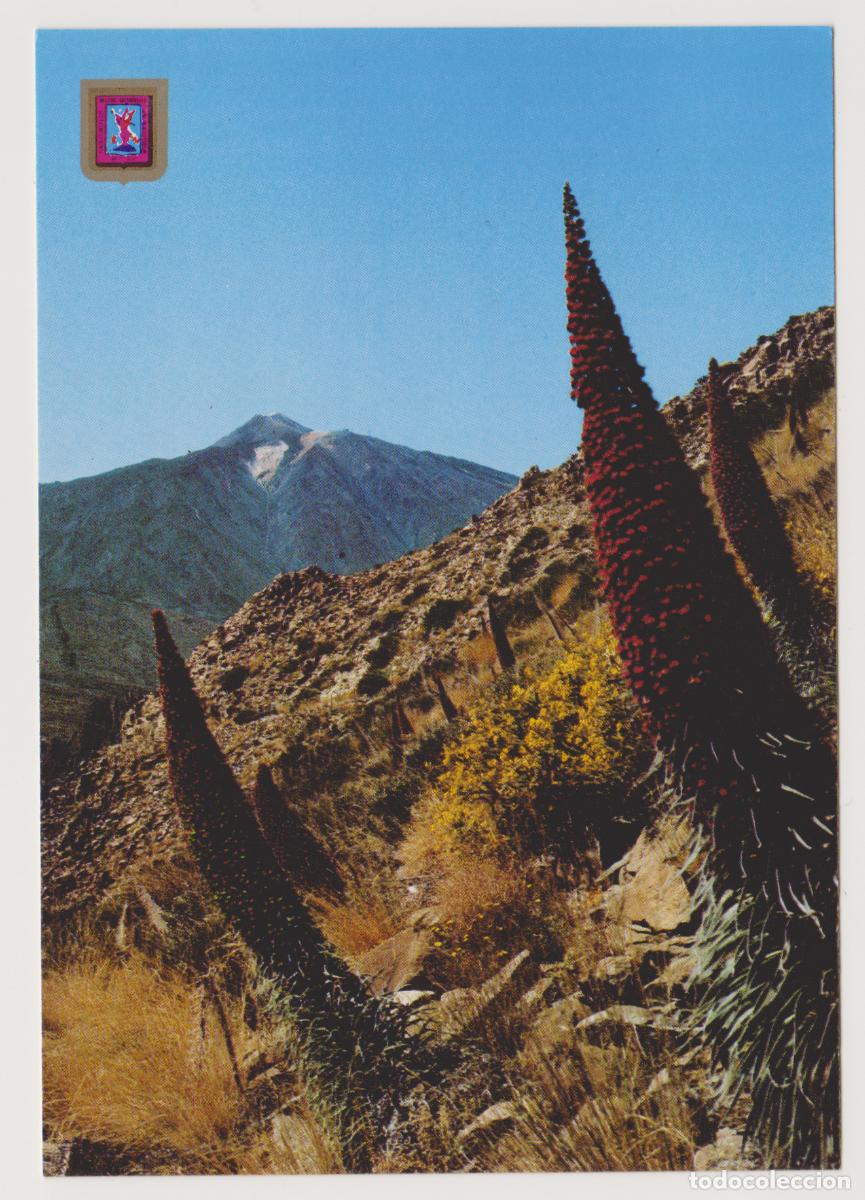 Postales: TARJETA POSTAL - TENERIFE - CANARY ISLANDS - TAJINASTE Y TEIDE - N&ordm; 51 - ARMANDO PEREZ