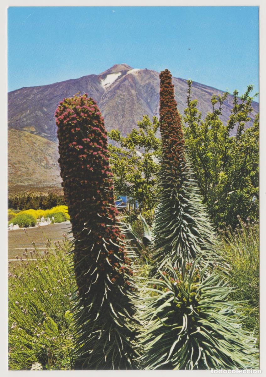 Postales: TARJETA POSTAL - TENERIFE - EL TEIDE Y TAJINASTES EN FLOR - N&ordm; 2903 - EDICIONES GASTEIZ