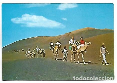 Postales: CARAVANA DE CAMELLOS.- LANZAROTE