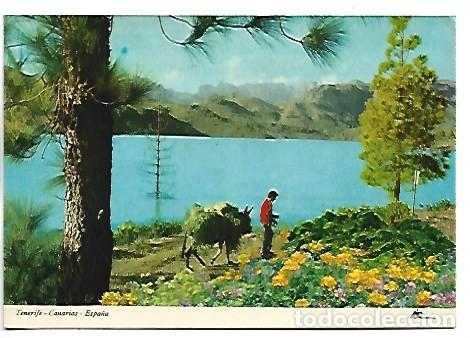 Postales: PAISAJE - LANDSCAPE.- TENERIFE
