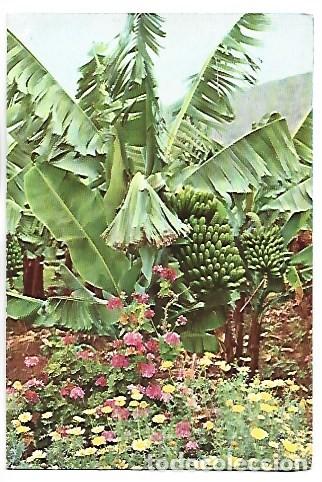 Postales: FLORES Y PLATANERA - FLOWERS AND BANANA TREES.- TENERIFE