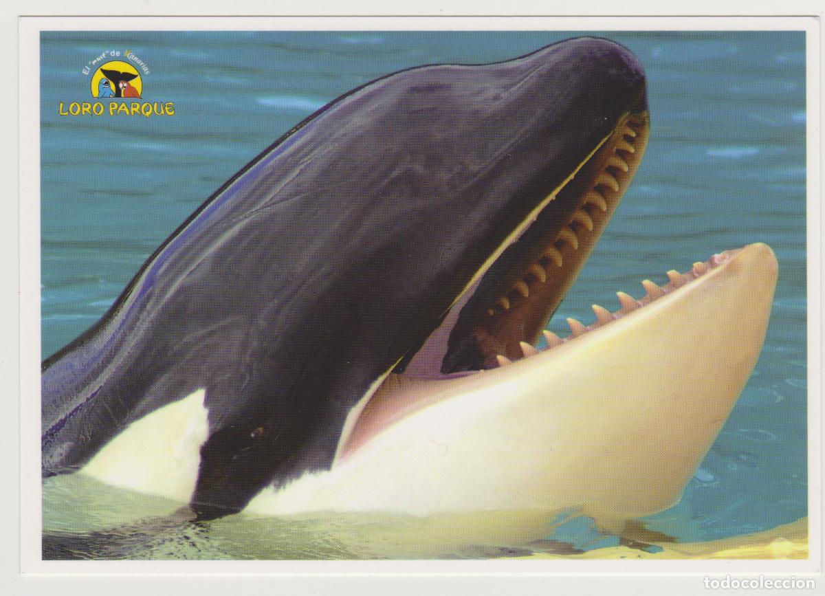 Postales: TARJETA POSTAL - TENERIFE - LORO PARQUE - ORCAS