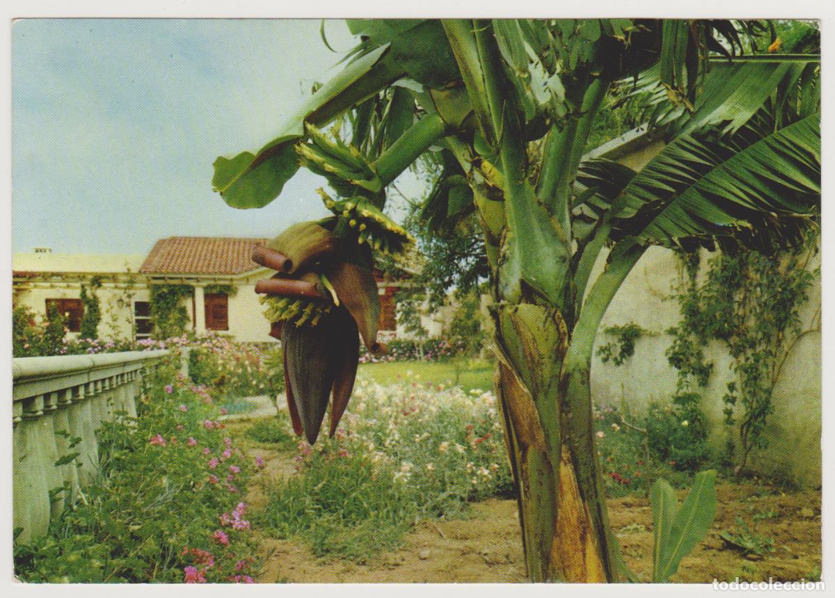 Postales: TARJETA POSTAL - CANARIAS - PLATANERA - DISTRI. CAMACHO Y DUARTE