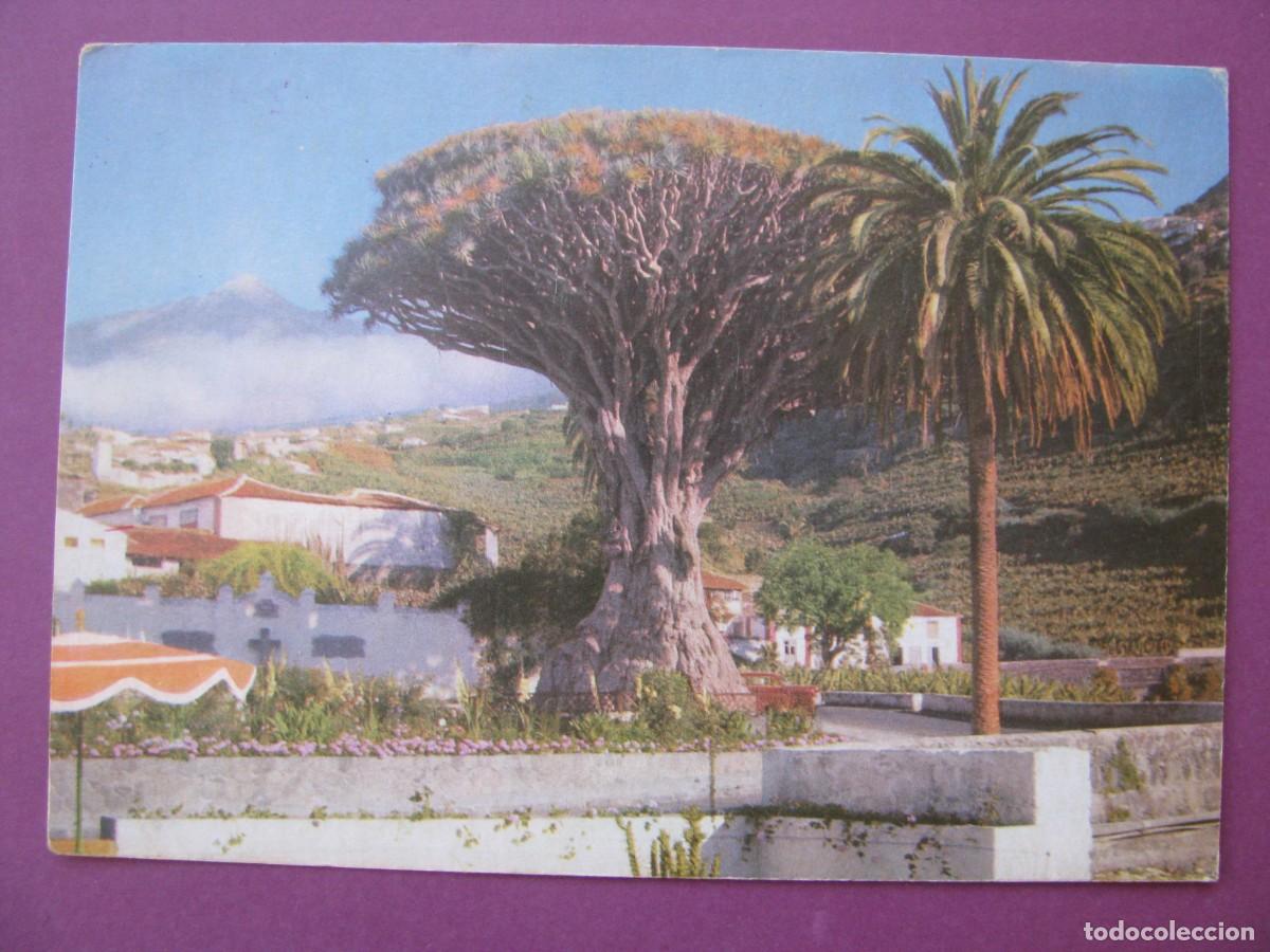 Postales: POSTAL DE TENERIFE. DRAGO MILENARIO DE ICOD. 1964