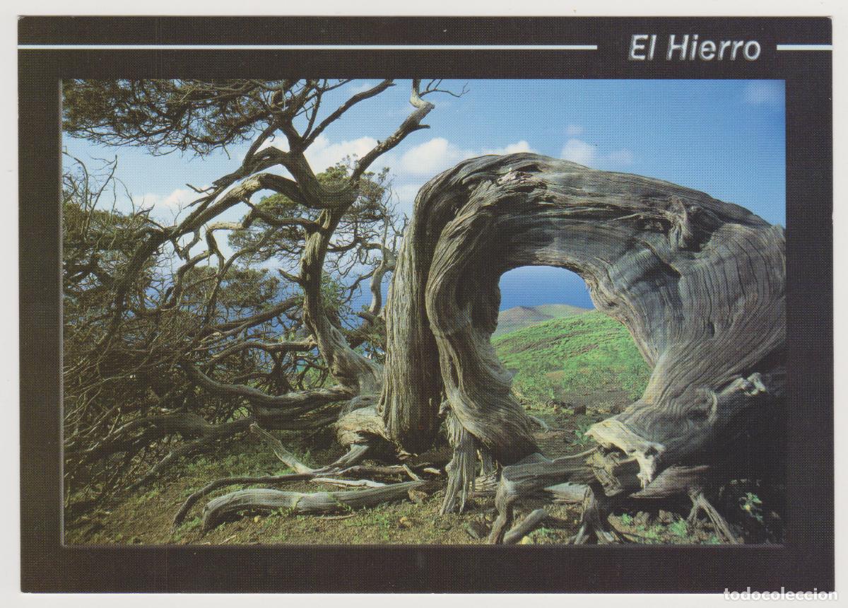 Postales: TARJETA POSTAL - ISLA DE EL HIERRO - SABINA CARACTERISTICA DE LA ISLA - N&ordm; 13 - DIST. IMANATUR S.L.