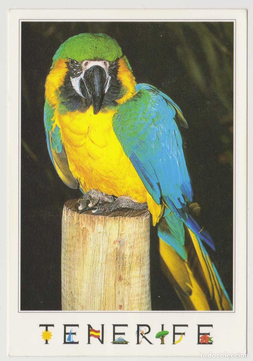 Postales: TARJETA POSTAL - TENERIFE - PAPAGAYO -EDICIONES A. M.