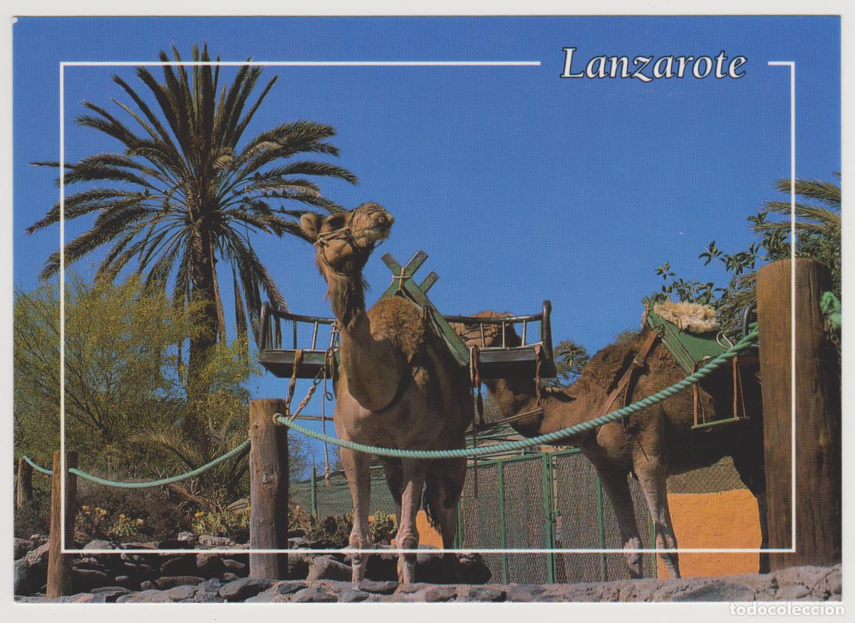 Postales: TARJETA POSTAL - LANZAROTE - CAMELLOS - 166YL- BRITO Y MANZANO SOUVENIR S.L.
