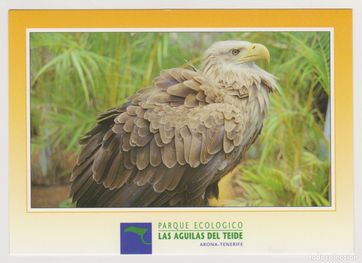 Postales: TARJETA POSTAL - TENERIFE - ARONA - PARQUE LAS AGUILAS DEL TEIDE - AGUILA REAL