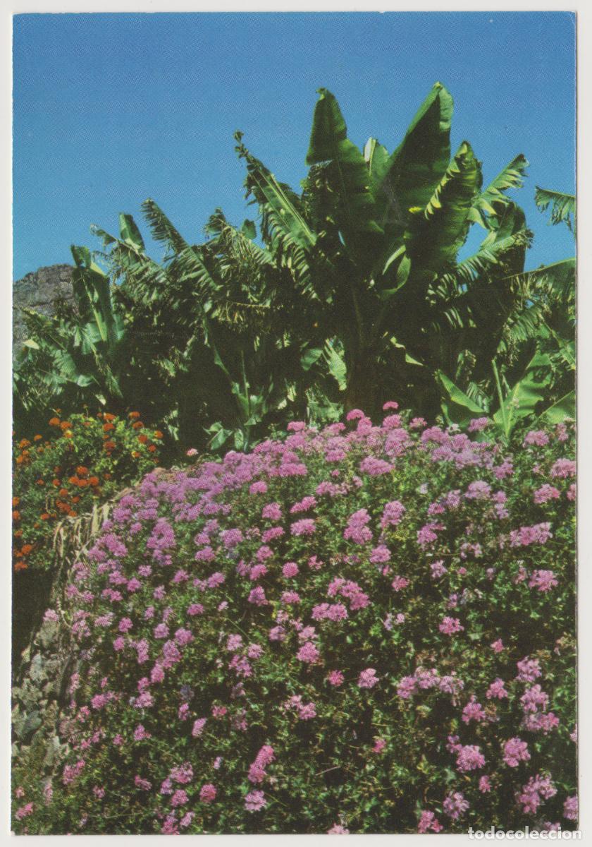 Postales: TARJETA POSTAL - ISLAS CANARIAS - GERANIOS Y PLATANERAS - 258 - DIST. EDITORIAL CANARIA