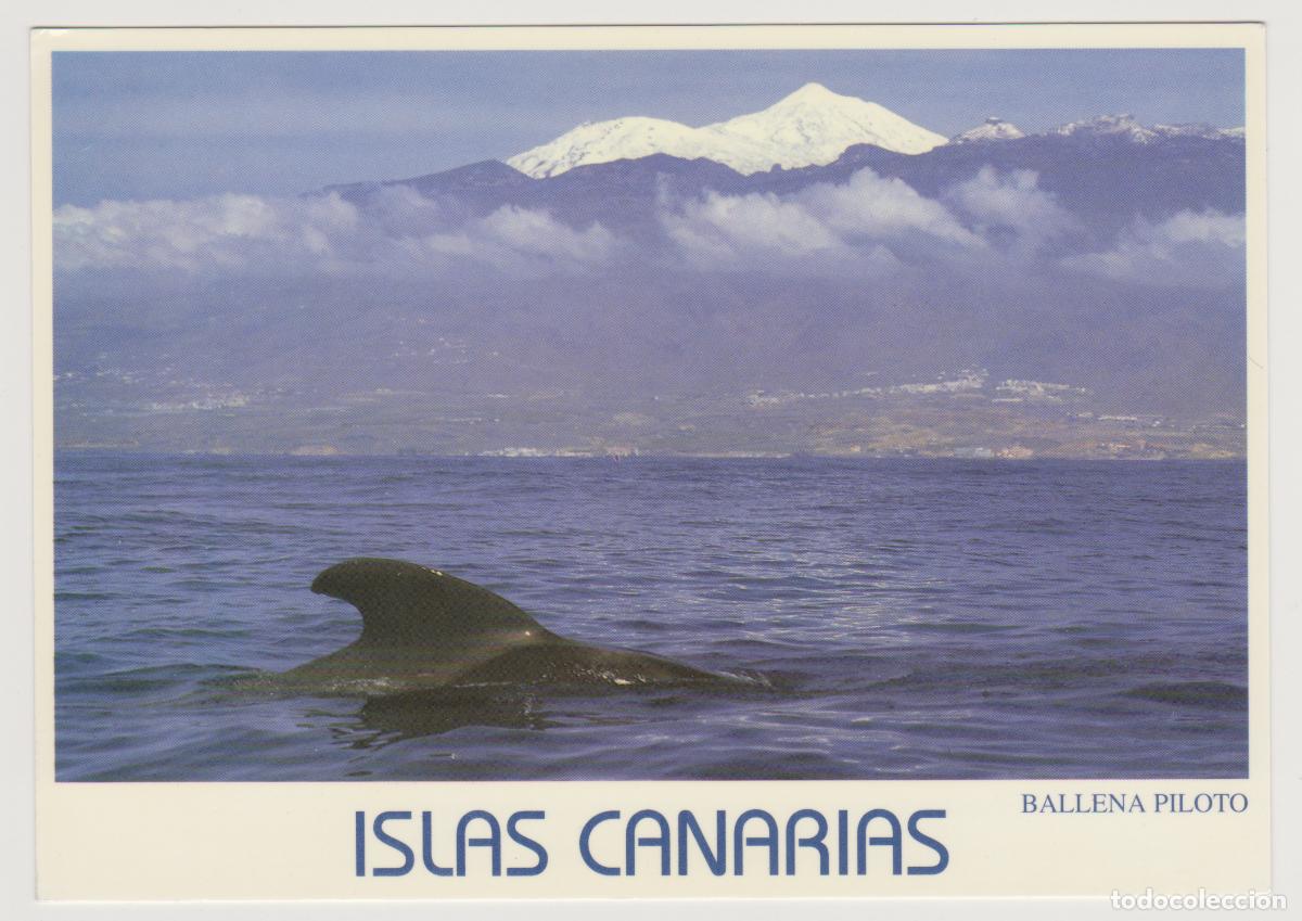 Postales: TARJETA POSTAL - ISLAS CANARIAS - BALLENA PILOTO - N&ordm; 4 - FOTO MAR