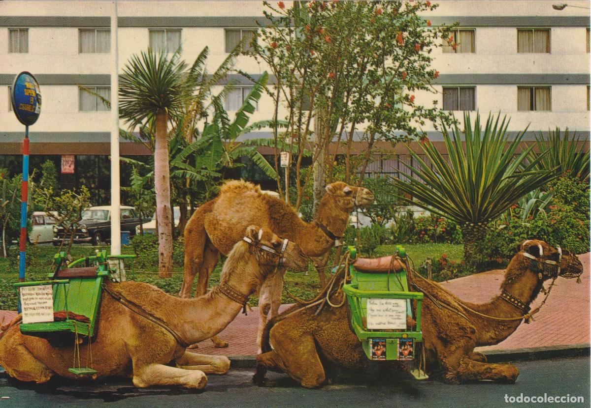 Postales: TENERIFE, PUERTO DE LA CRUZ, CAMELLOS - EDICIONES GASTEIZ 2808 - S/C