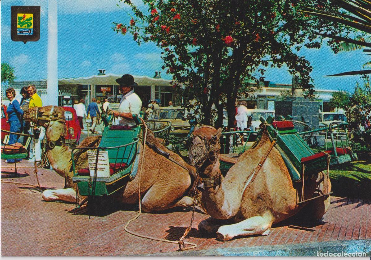 Postales: TENERIFE, PUERTO DE LA CRUZ, CAMELLOS PARA EL PASEO TUR&Iacute;STICO - ESCUDO DE ORO N&ordm;86 - S/C