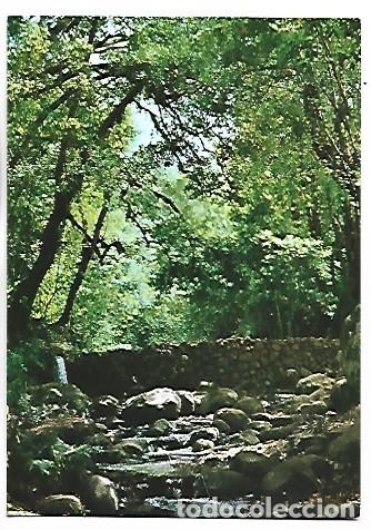 Postales: UN RINCON DEL BOSQUE DEL CEDRO, LUGAR DONDE SE HALLA LA PISCINA.- GOMERA