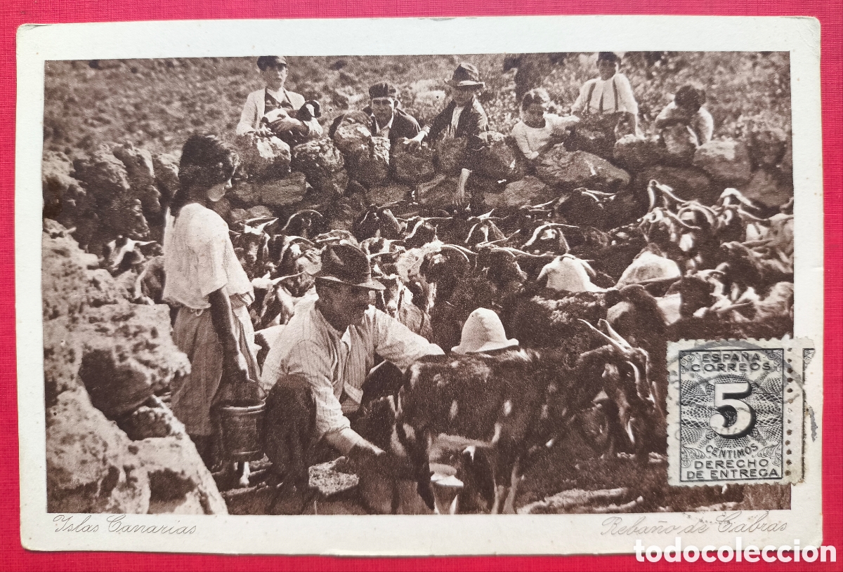 Postales: ISLAS CANARIAS ETNOGRAFIA REBA&Ntilde;O DE CABRAS ANTIGUA POSTAL SELLADA C. 1920