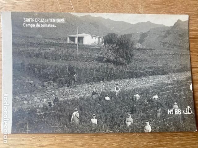 Postales: Santa Cruz de Tenerife. N&ordm; 66. Campo de tomates. Ed.Joaquin Gonzalez. Postal escrita a&ntilde;os 20
