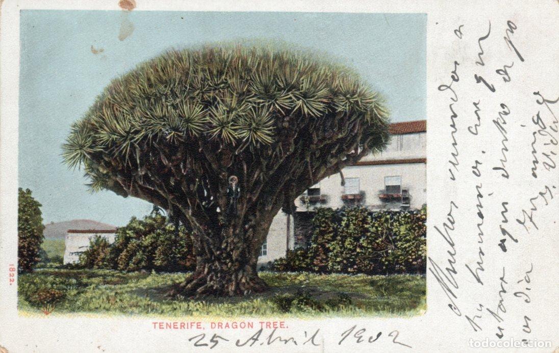 Postales: PRECIOSA POSTAL - TENERIFE - DRAGON TREE