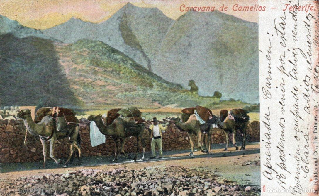 Postales: BONITA POSTAL - TENERIFE - CARAVANA DE CAMELLOS - M. DIALDAS AND Co.