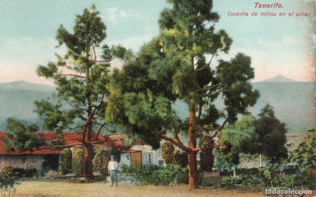 Postkarten: BONITA POSTAL - TENERIFE - COSECHA DE MILLOS EN EL PINAR - NOBREGA' S ENGLISH BAZAR