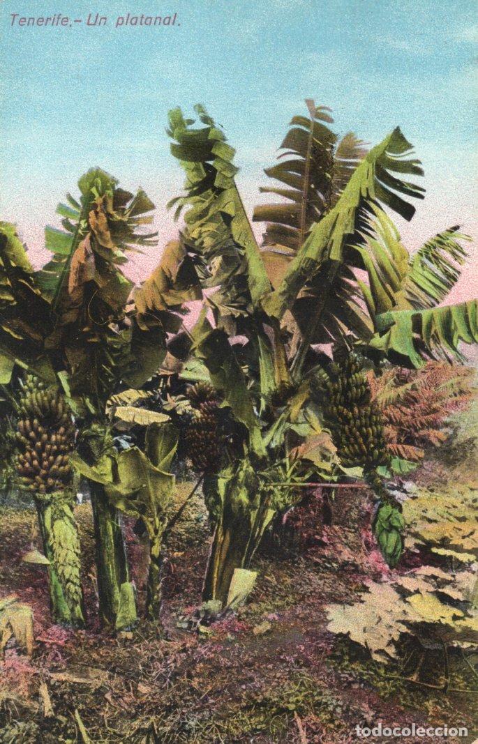 Postkarten: BONITA POSTAL - TENERIFE - UN PLATANAL - VICENTE CARTAYA