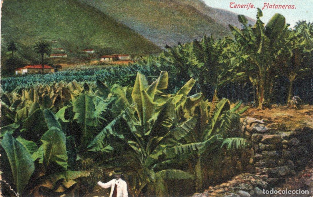 Postkarten: BONITA POSTAL - TENERIFE - PLATANERAS