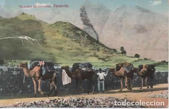 Postales: TENERIFE CARAVANA DE CAMELLOS ESCRITA SELLO ARRANCADO