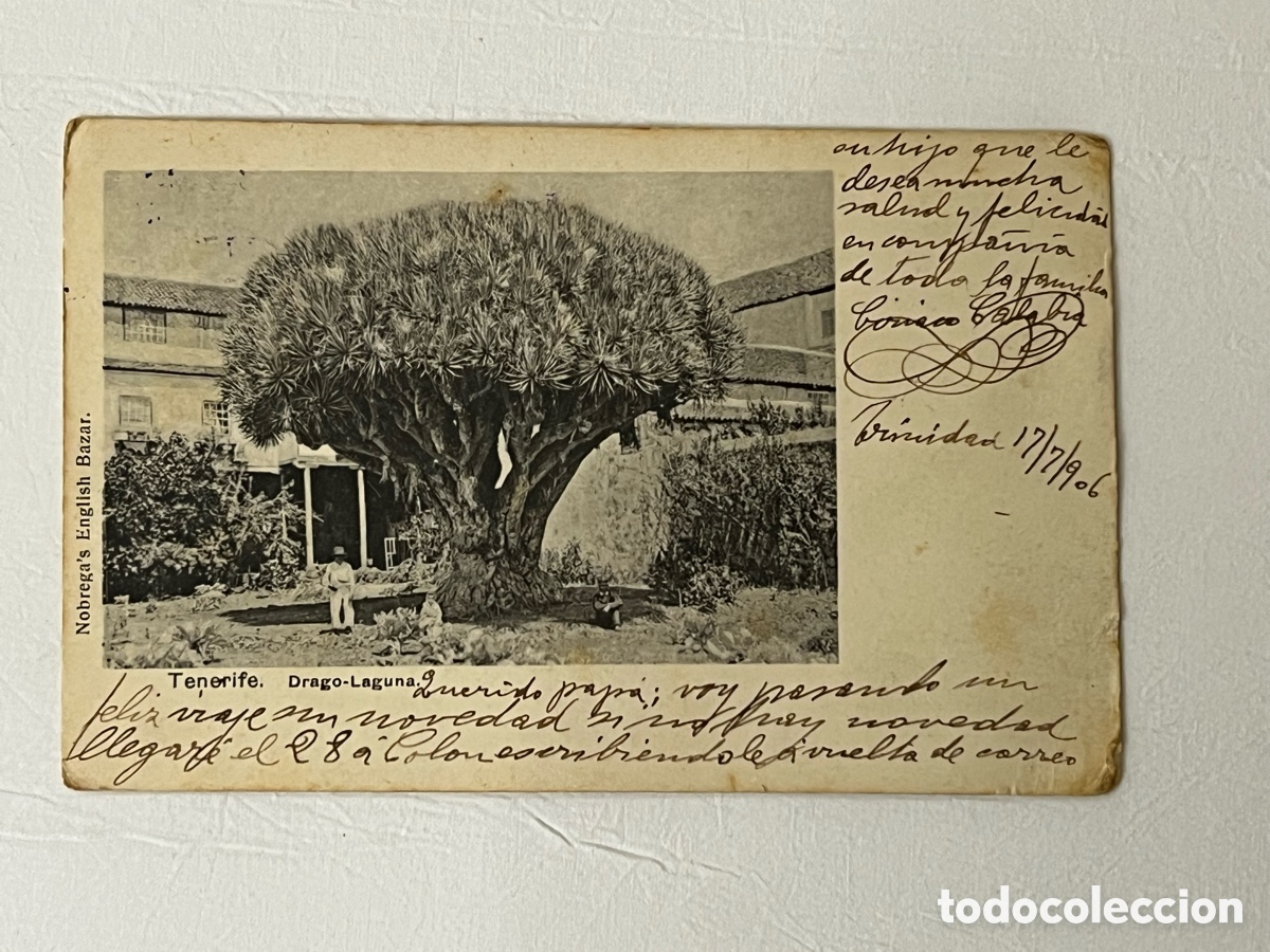 Postales: TENERIFE, Canarias Postal. Drago-Laguna. Nobrega&rsquo;s English Bazar. Circulada Barcelona (a.1906)