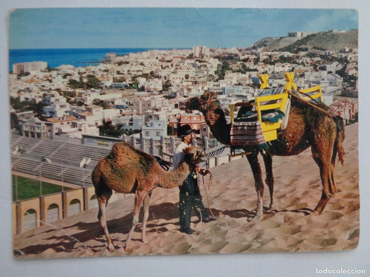 Cartoline: POSTAL DE LAS PALMAS DE GRAN CANARIAS : VISTA PARCIAL . A&Ntilde;OS 60 CON CAMELLO, ETC