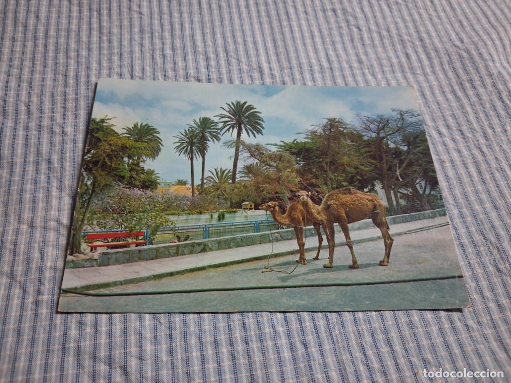 Postales: Postal moderna Canarias. Las Palmas Jard&iacute;n Zool&oacute;gico. Estado ver imagen