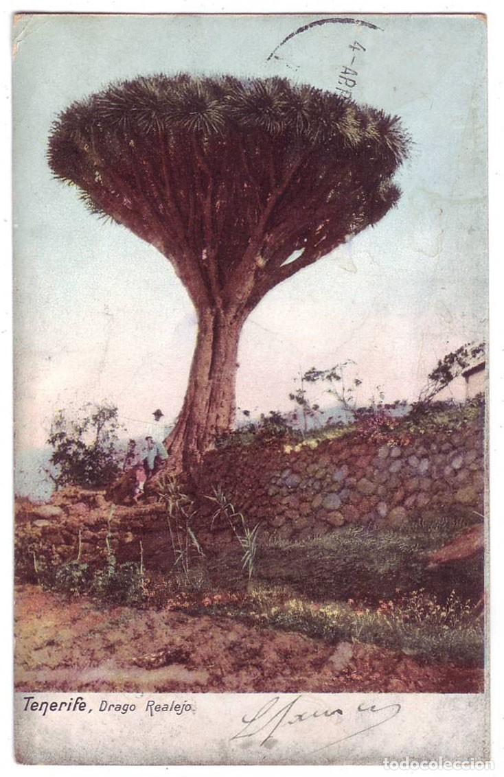 Postales: Tenerife: Drago Realejo. No consta editor. Sin dividir. Circulada (Anterior a 1905)