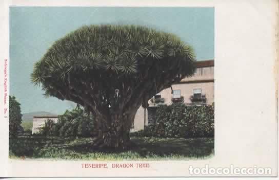 Postales: TENERIFE DORSO SIN DIVIDIR DRAGO