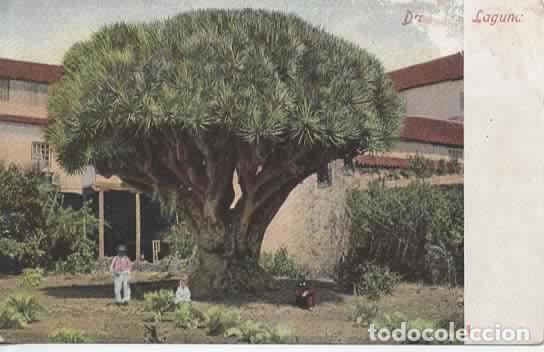 Postales: TENERIFE DORSO SIN DIVIDIR DRAGO LA LAGUNA