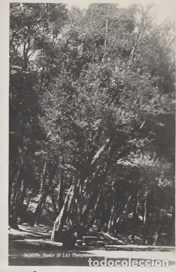 Postales: TENERIFE SIN ESCRIBIR MONTE DE LAS MERCEDES