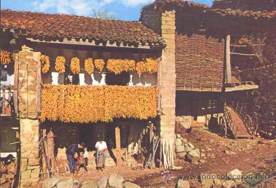 SAJA (SANTANDER)- SECADO DE MAIZ