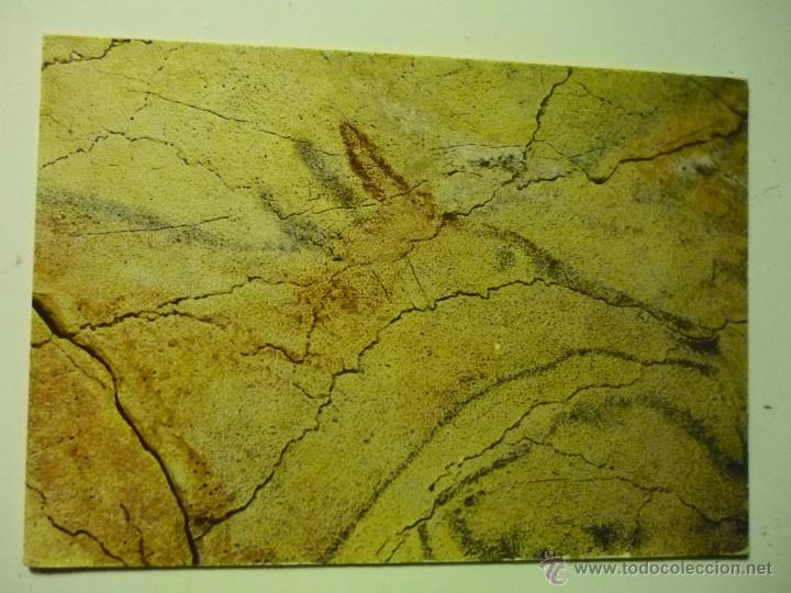 Postcards: postal cuevas altamira.-pintura ciervo